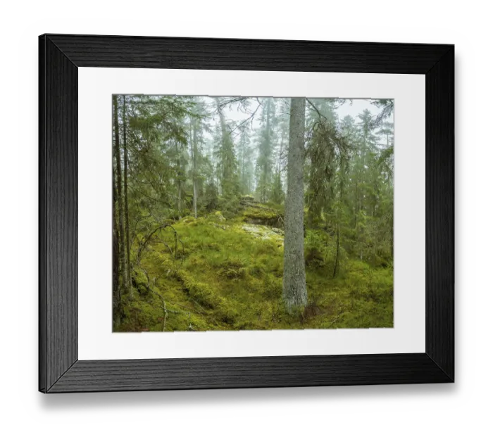 Framed Print : Ycke natural reserv is an old conifer forest in Sweden
