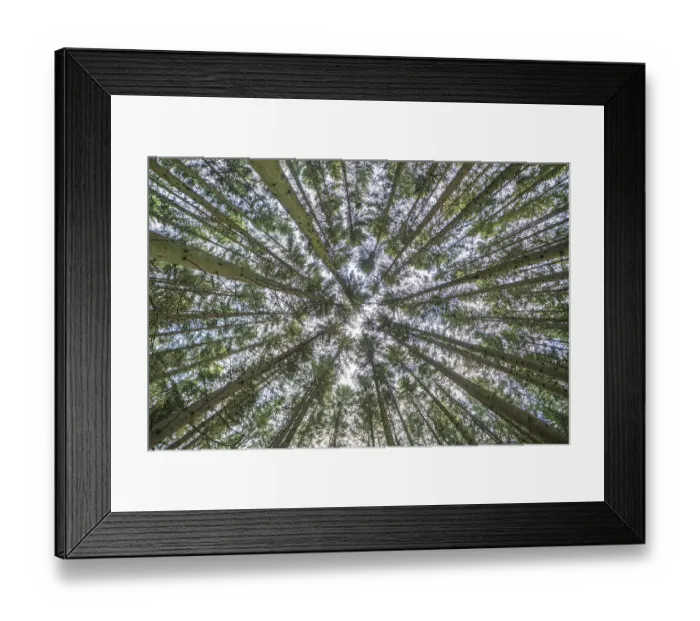 Framed Print : Omberg is a small mountain with interesting nature by Lake Vattern in Sweden Framed Print : Omberg is a small mountain with interesting nature by Lake Vattern in Sweden