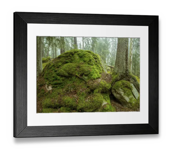 Framed Print : Ycke natural reserv is an old conifer forest in Sweden