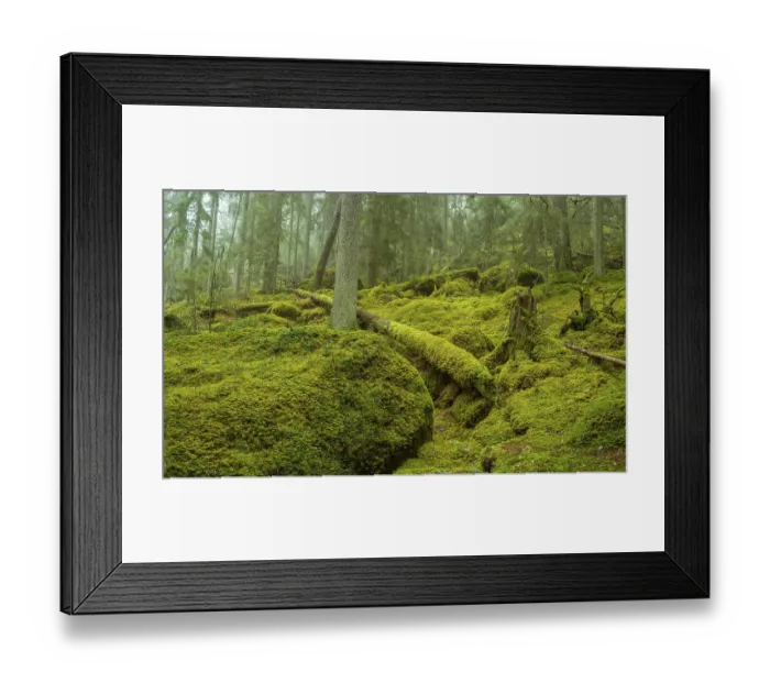Framed Print : Ycke natural reserv is an old conifer forest in Sweden
