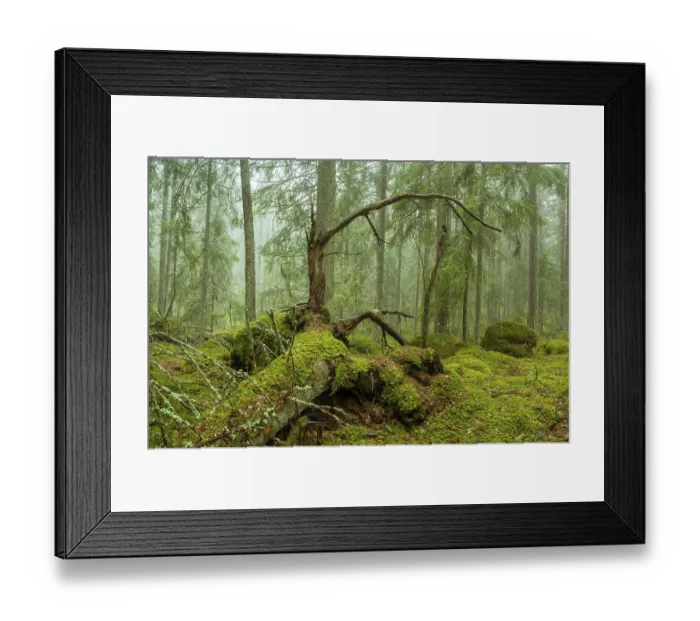 Framed Print : Ycke natural reserv is an old conifer forest in Sweden