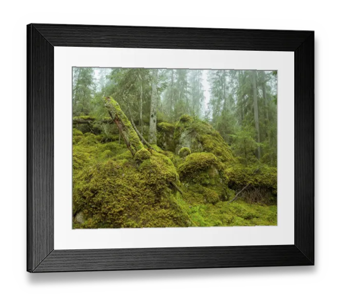 Framed Print : Ycke natural reserv is an old conifer forest in Sweden Framed Print : Ycke natural reserv is an old conifer forest in Sweden