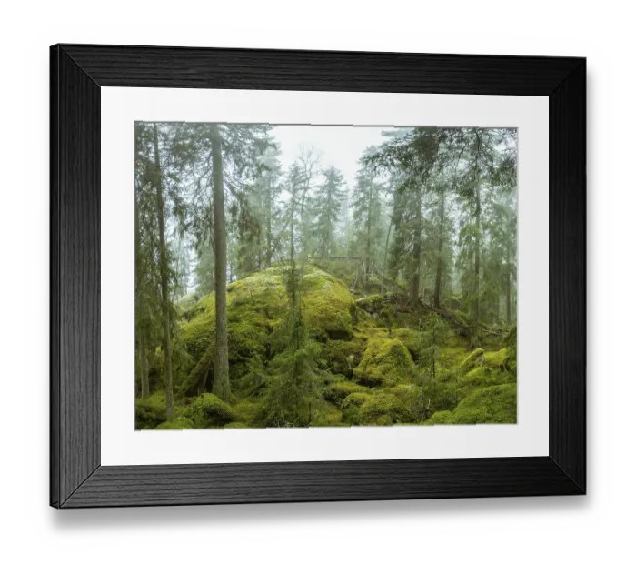 Framed Print : Ycke natural reserv is an old conifer forest in Sweden