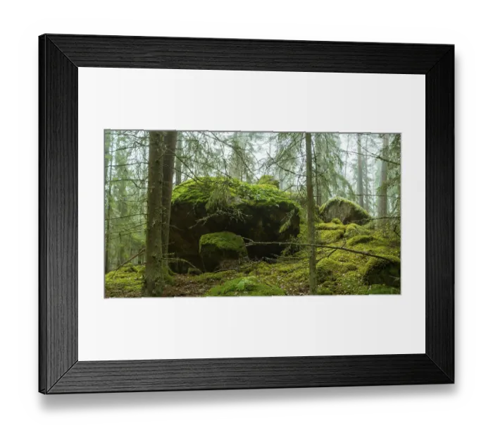 Framed Print : Ycke natural reserv is an old conifer forest in Sweden Framed Print : Ycke natural reserv is an old conifer forest in Sweden