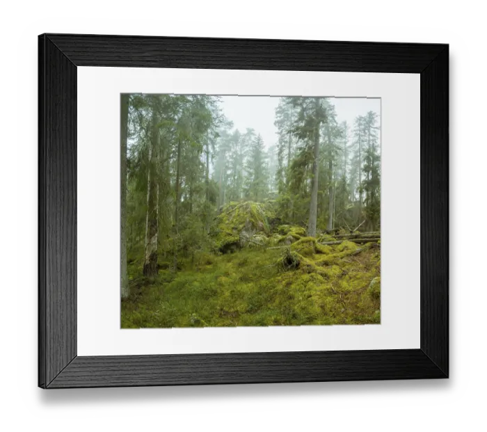 Framed Print : Ycke natural reserv is an old conifer forest in Sweden Framed Print : Ycke natural reserv is an old conifer forest in Sweden