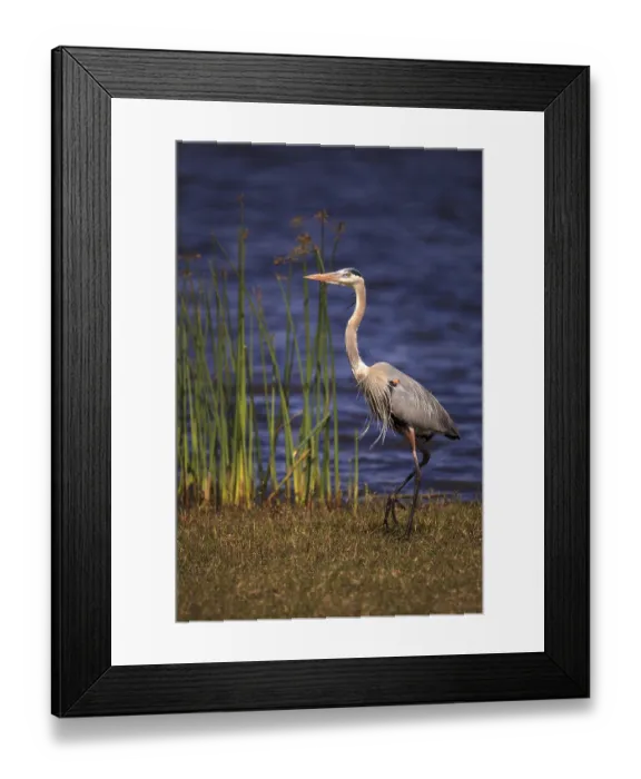 Framed Print : Large Wading Great blue heron Ardea herodias wading bird at Myakka State Park in Sarasota