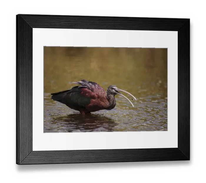 Framed Print : Glossy ibis Plegadis falcinellus wades through a marsh and forages for food in the Myakka River in Sarasota