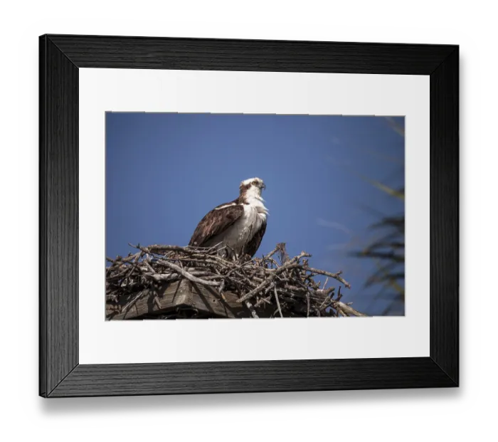 Framed Print : Male osprey bird Pandion haliaetus in a nest high above the Myakka River in Sarasota