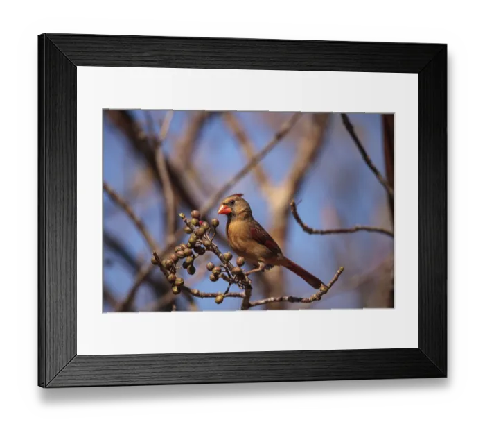 Framed Print : Female cardinal bird Cardinalis cardinalis eats berries from a bush in Naples Framed Print : Female cardinal bird Cardinalis cardinalis eats berries from a bush in Naples
