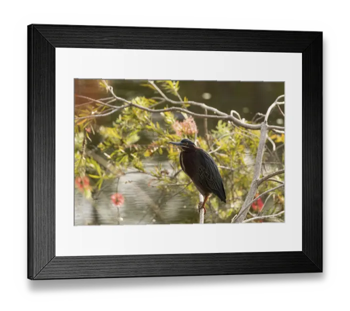 Framed Print : Cute little green heron Butorides virescens in a marsh in Sarasota Framed Print : Cute little green heron Butorides virescens in a marsh in Sarasota