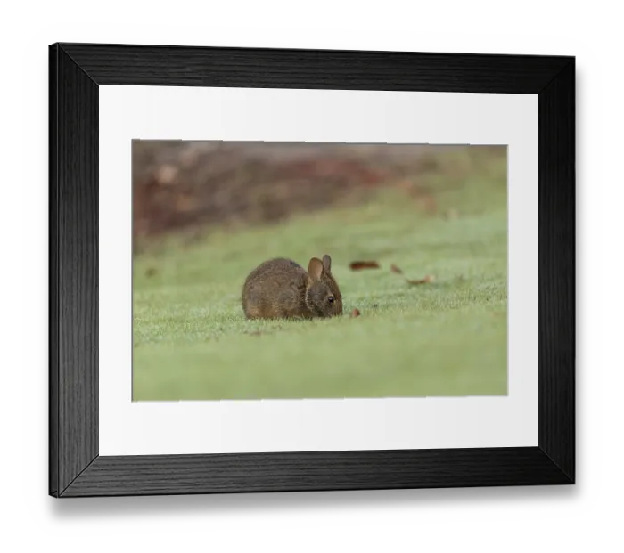 Framed Print : Baby Florida Marsh Rabbit Sylvilagus palustris on a patch of green grass in Sarasota Framed Print : Baby Florida Marsh Rabbit Sylvilagus palustris on a patch of green grass in Sarasota