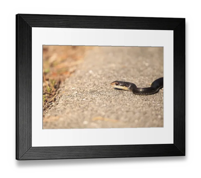 Framed Print : Slithering Crayfish Snake Regina alleni across a marsh in Naples