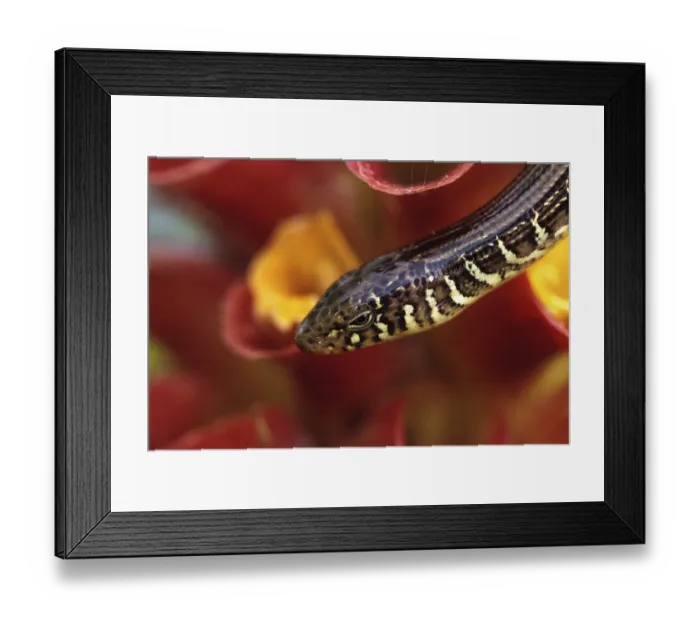 Framed Print : Island glass lizard Ophisaurus compressus is a legless lizard found in southeastern United States