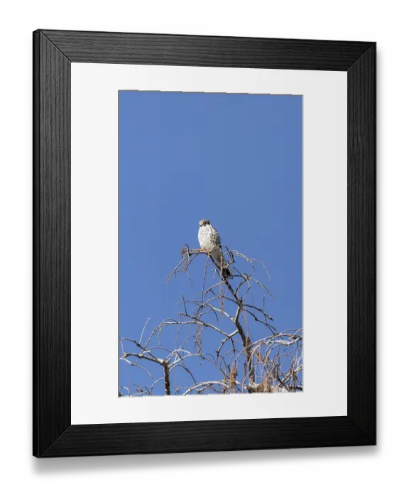 Framed Print : Female Southeastern American kestrel Falco sparverius paulus perches on a tree branch in Naples Framed Print : Female Southeastern American kestrel Falco sparverius paulus perches on a tree branch in Naples