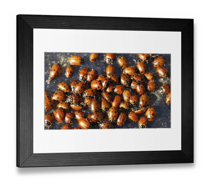 Framed Print : Hibernating cluster of Convergent lady beetle also called the ladybug Hippodamia convergens Framed Print : Hibernating cluster of Convergent lady beetle also called the ladybug Hippodamia convergens