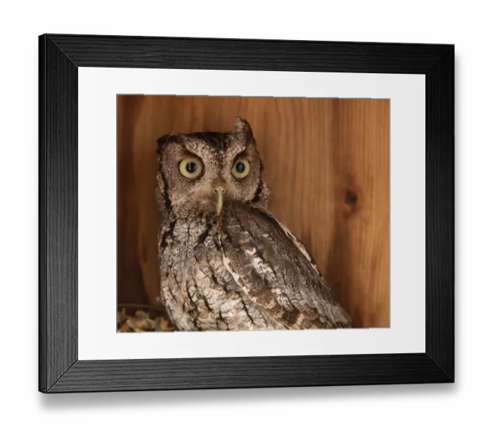 Framed Print : Alert female eastern screech owl Megascops asio in a nest box in Bonita Springs