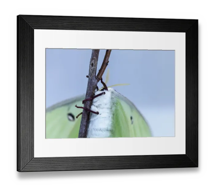 Framed Print : Female bright green luna moth Actias luna in Portland