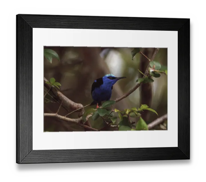 Framed Print : Red-legged honeycreeper Cyanerpes cyaneus tanager bird perched on a tree