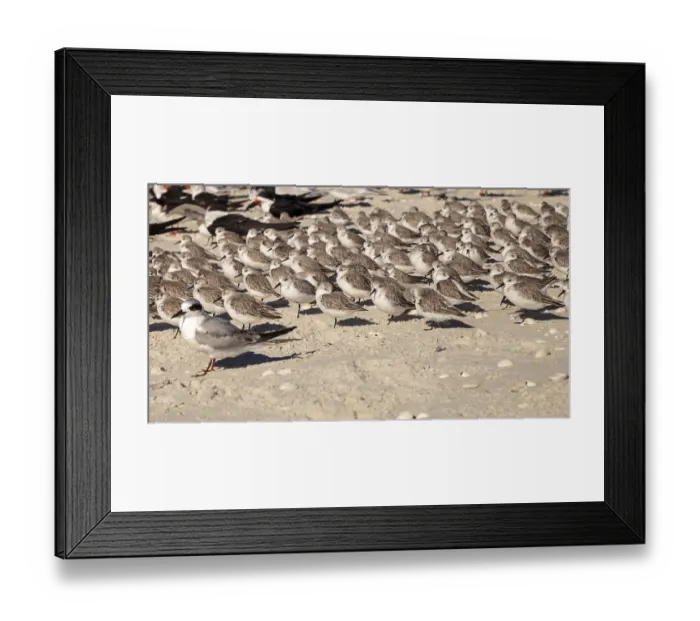 Framed Print : Cluster of black bellied plovers Pluvialis squatarola birds on the white sands of Clam Pass in Naples