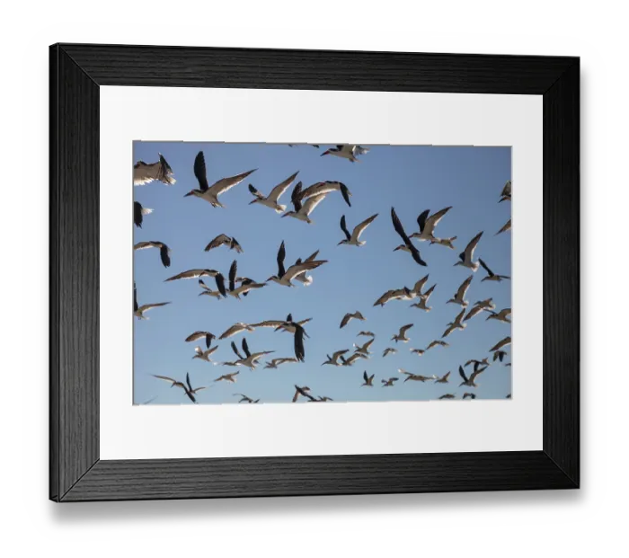 Framed Print : Flying black skimmer terns Rynchops niger over the water of Clam Pass in Naples Framed Print : Flying black skimmer terns Rynchops niger over the water of Clam Pass in Naples