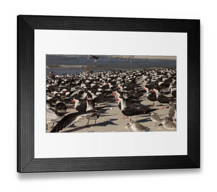 Framed Print : Nesting black skimmer terns Rynchops niger on the white sands of Clam Pass in Naples