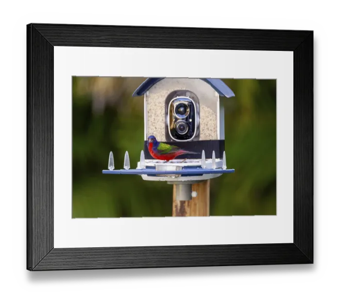 Framed Print : Bright Male painted bunting, Passerina ciris Framed Print : Bright Male painted bunting, Passerina ciris