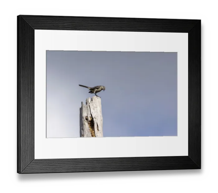 Framed Print : Northern mockingbird Mimus polyglottos perches high on a dead tree in Southwest Florida