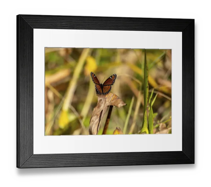 Framed Print : Viceroy butterfly Limenitis archippus spreads its wings in a marsh in Southwest Florida Framed Print : Viceroy butterfly Limenitis archippus spreads its wings in a marsh in Southwest Florida