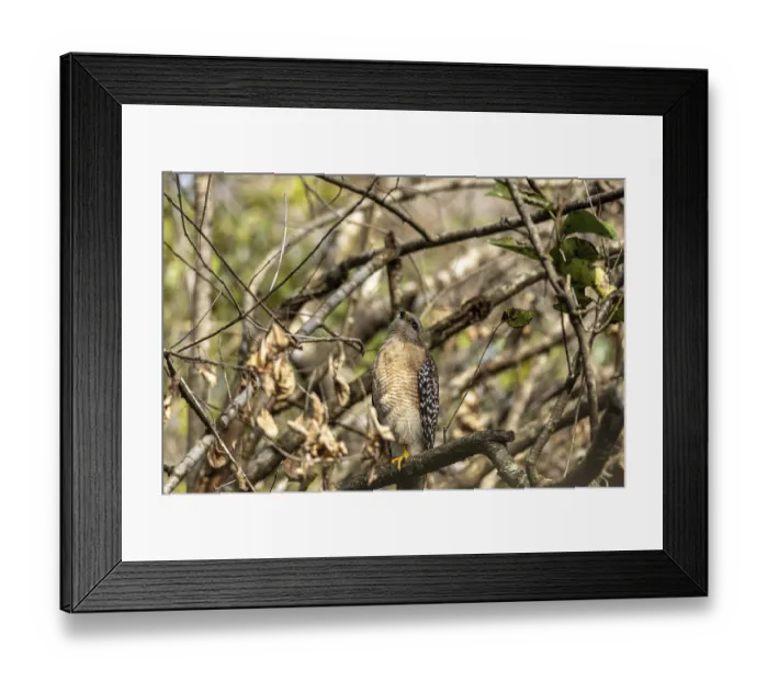 Framed Print : Red Shouldered Hawk Buteo lineatus perched on a tree branch in Southwest Florida
