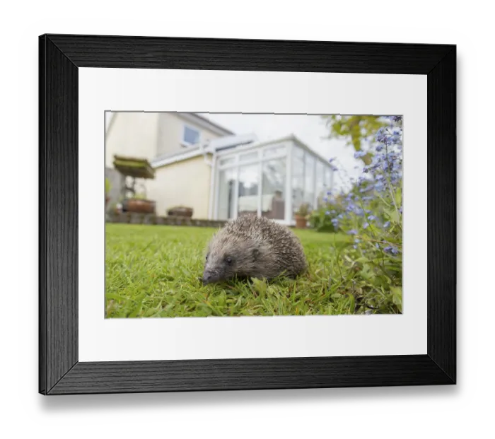 Framed Print : European hedgehog (Erinaceus europaeus) Framed Print : European hedgehog (Erinaceus europaeus)
