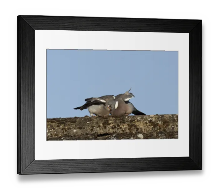 Framed Print : Wood pigeon (Columba palumbus) adult garden bird feeding a juvenile baby squab bird on a house roof in summer
