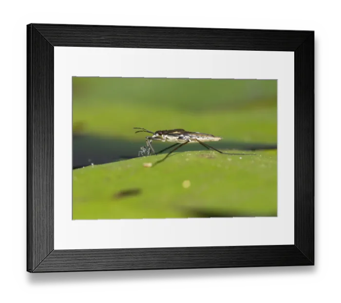 Framed Print : Common pond skater (Gerris lacustris) Framed Print : Common pond skater (Gerris lacustris)
