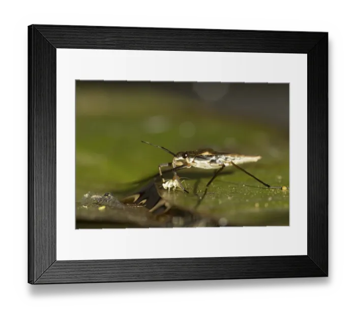 Framed Print : Common pond skater (Gerris lacustris) Framed Print : Common pond skater (Gerris lacustris)