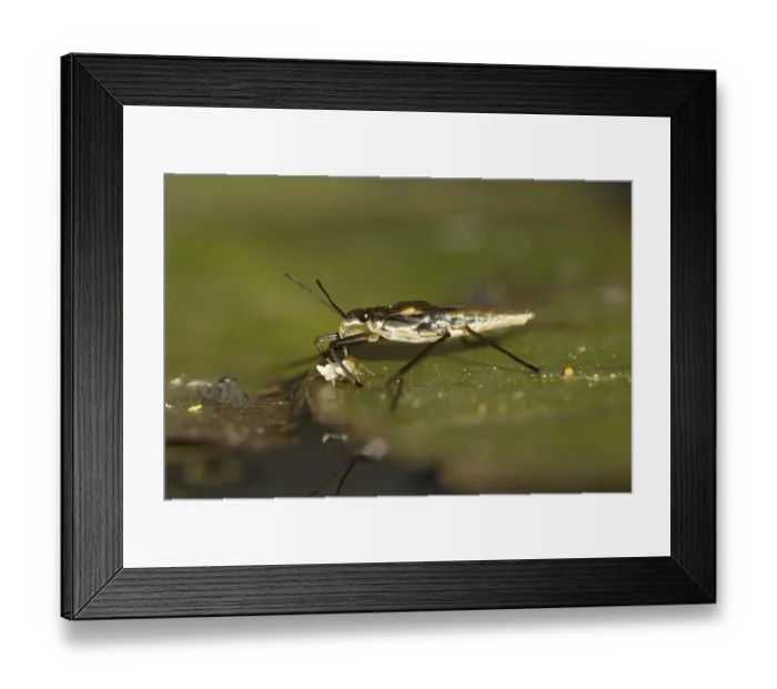 Framed Print : Common pond skater (Gerris lacustris)