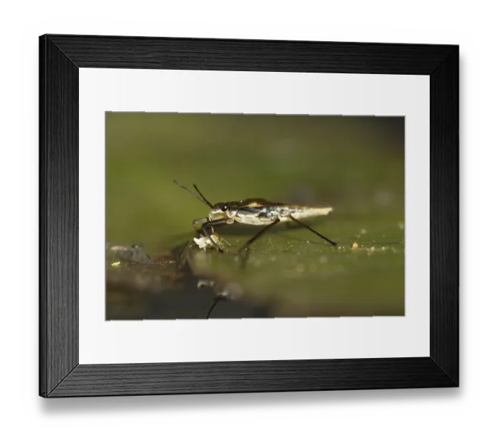 Framed Print : Common pond skater (Gerris lacustris)