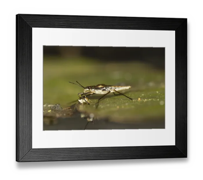 Framed Print : Common pond skater (Gerris lacustris)