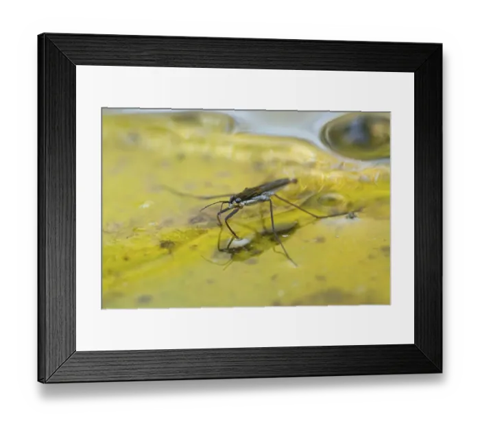 Framed Print : Common pond skater (Gerris lacustris) adult insect on a fallen autumn tree leaf on the water surface of a garden pond