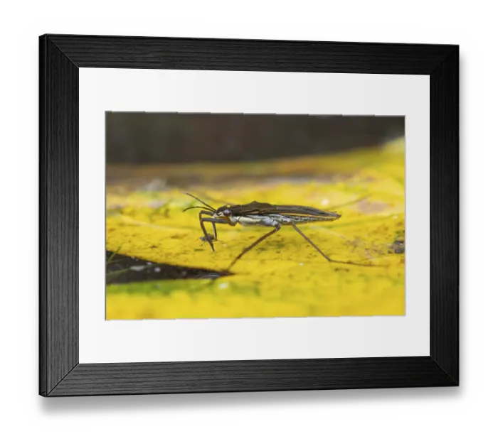 Framed Print : Common pond skater (Gerris lacustris)