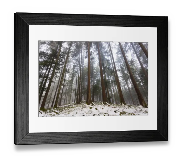 Framed Print : Picea abies, spruce forest in fog looking up into the treetops Framed Print : Picea abies, spruce forest in fog looking up into the treetops