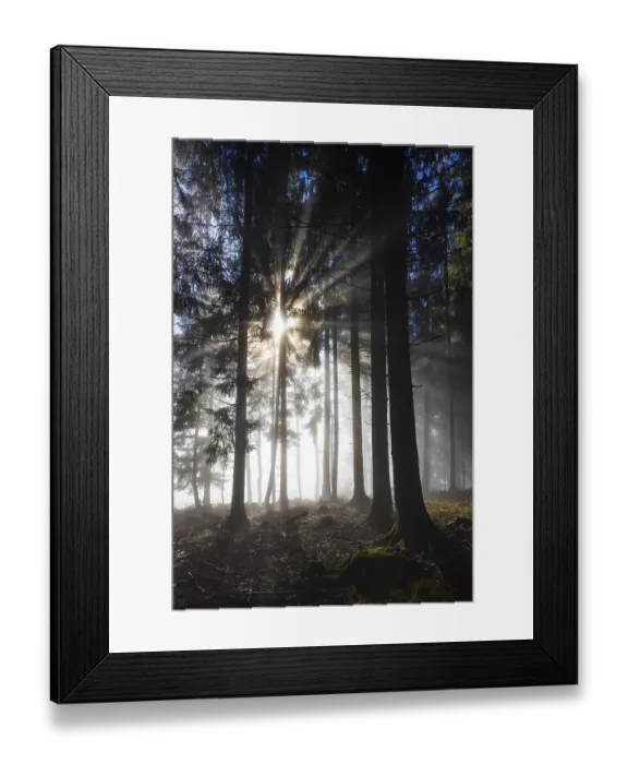 Framed Print : Picea abies, spruce forest in morning fog with sunrays
