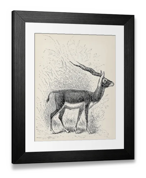 Framed Print : The blackbuck (Antilope cervicapra) Framed Print : The blackbuck (Antilope cervicapra)