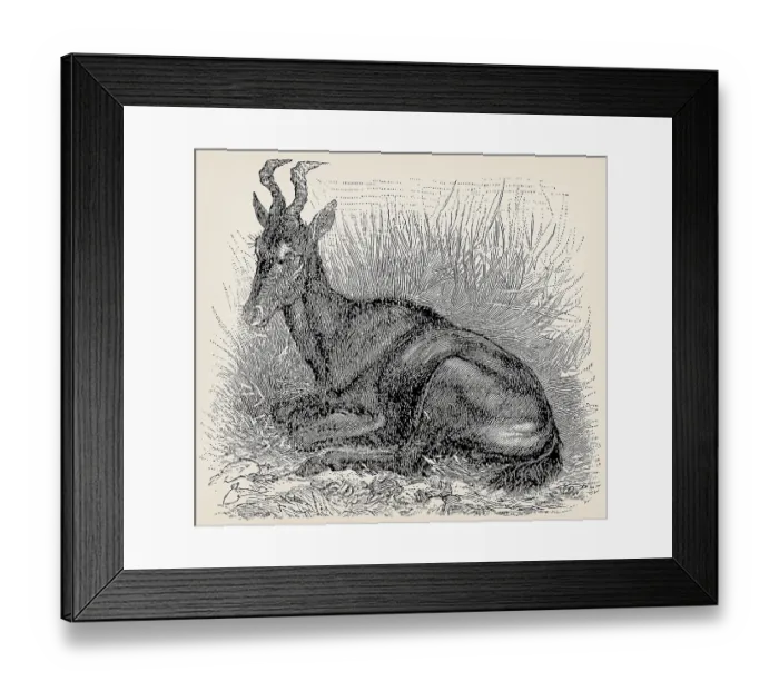 Framed Print : The hartebeest (Alcelaphus buselaphus) Framed Print : The hartebeest (Alcelaphus buselaphus)
