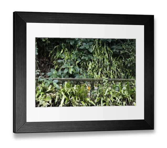 Framed Print : Ruins of ancient building hidden in jungles Framed Print : Ruins of ancient building hidden in jungles