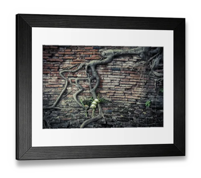 Framed Print : Ancient brick wall, part of buddhist temple ruins with growing banyan tree roots and lotus flowers bouquet