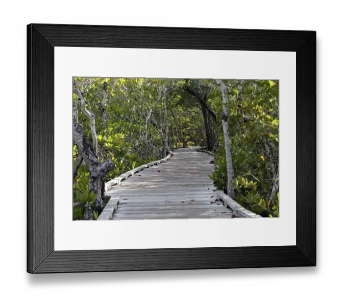 Framed Print : Wooden walkway leads through thick green forest of mangrove trees in the Florida Keys