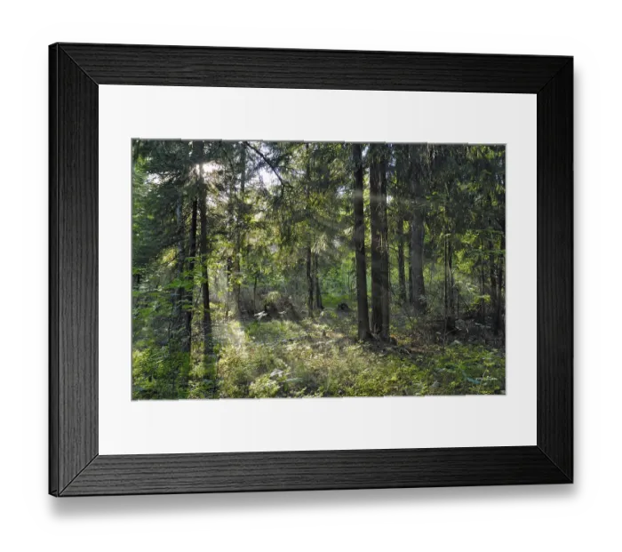 Framed Print : Sun beams shine through trees in forest