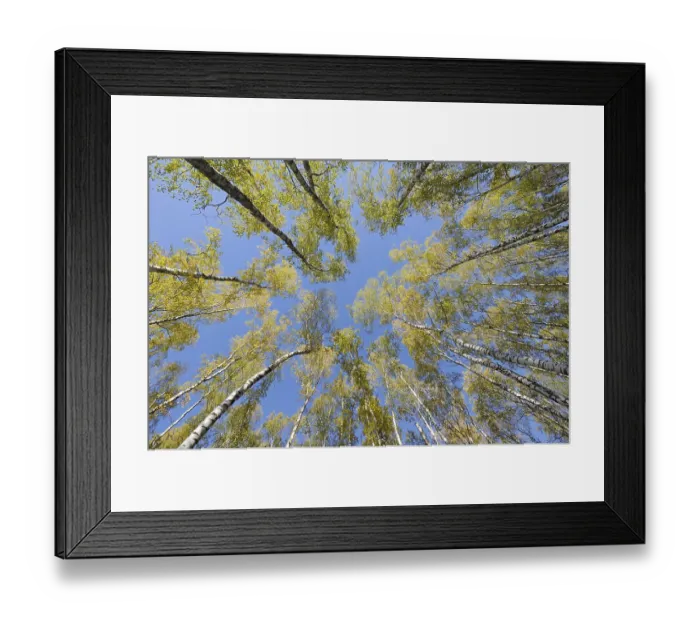Framed Print : Looking up in birch forest with wide angle lens