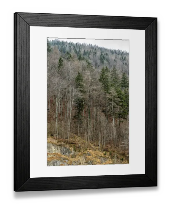Framed Print : Trees with fallen leaves in mountain forest Framed Print : Trees with fallen leaves in mountain forest