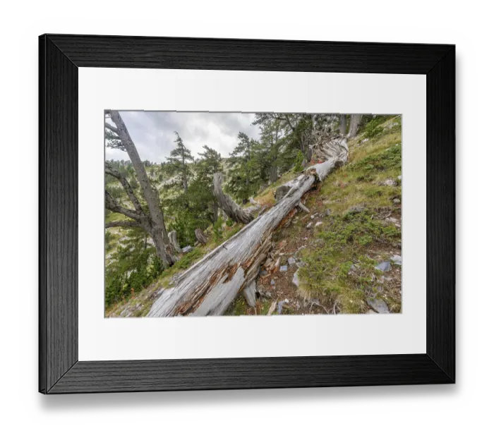 Framed Print : Old rotten fallen tree trunk in mountain forest Framed Print : Old rotten fallen tree trunk in mountain forest