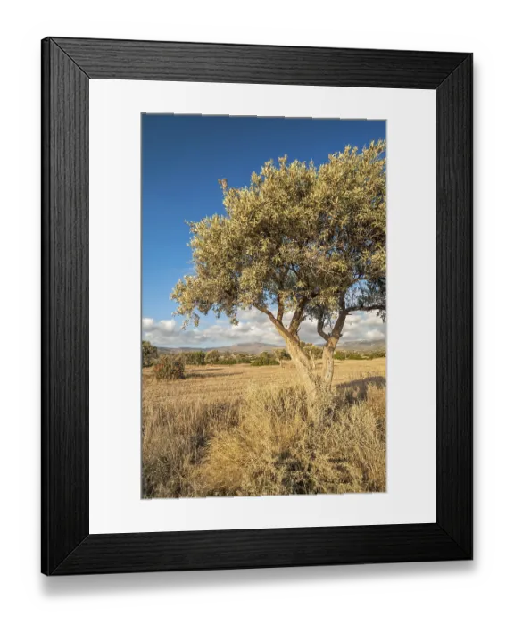 Framed Print : Lonely olive tree on drought meadow Framed Print : Lonely olive tree on drought meadow